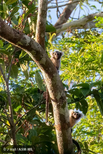 Formerly Callithrix humeralifera.  Also as Black-and-white Tassel-ear Marmoset|Tassel-ear Marmoset.  Formerly Cebidae (Callitrichinae).