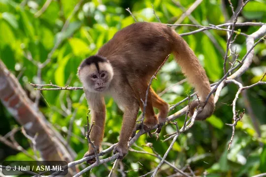 Formerly Cebus albifrons unicolor.  Also as Humboldt's White-fronted Capuchin.