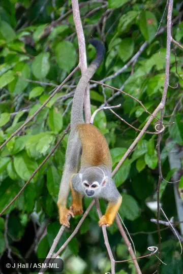 Saimiri sciureus image