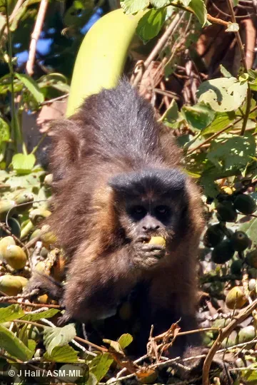 Formerly Cebus nigritus.  Also as  Black Capuchin|Crested Black Capuchin|Horned Capuchin.
