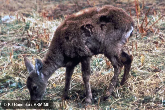 Side view of young female.  Also as Guemal|South Andean Huemul|Chilean Huemul|Patagonian Huemul.