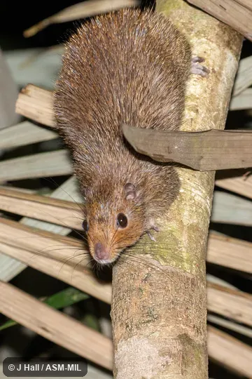 Also as Brazilian Spiny Tree-rat.