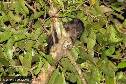Formerly Makalata grandis.  Also as Giant Armored Tree-rat|Giant Tree-rat.