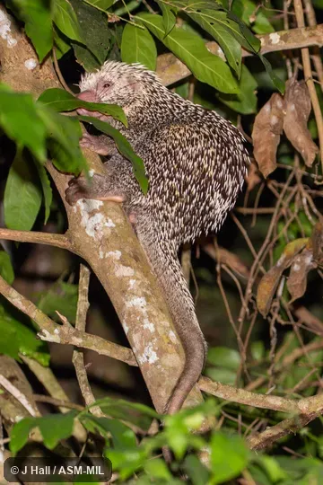 Also as Prehensile-tailed Porcupine, Brazilian Porcupine.