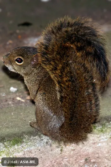 Also as Guerlinguetus aestuans.