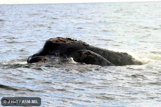 Formerly in order Cetacea.  Also as Biscayan Right Whale, Black Right Whale, Nordcaper, Northern Right Whale.