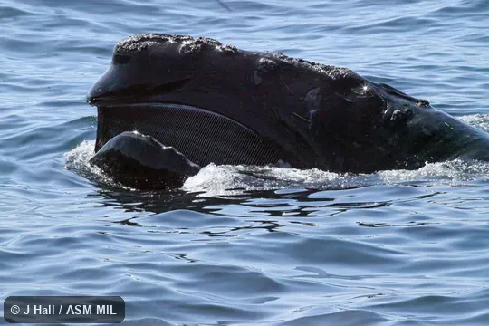 Skim feeding.  Formerly in order Cetacea.  Also as Biscayan Right Whale, Black Right Whale, Nordcaper, Northern Right Whale.