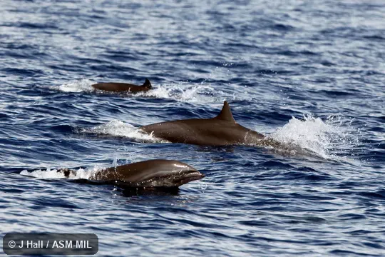 Formerly in order Cetacea.  Also as Bornean Dolphin|Fraser's Porpoise|Hose's Dolphin|Sarawak Dolphin|Shortsnout Dolphin.