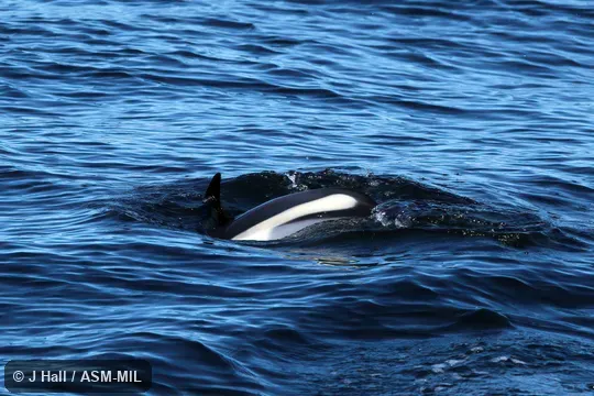 Formerly Lagorhynchus acutus.  Formerly in order Cetacea.  Also as Atlantic White-sided Porpoise|Jumper|Skunk Porpoise.