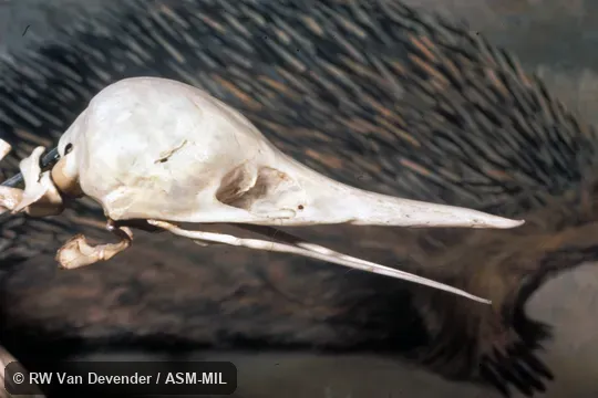 Side view of skull.  Also as Australian Echidna, Short-nosed Echidna, Spiny Anteater, Bristly Echidna.