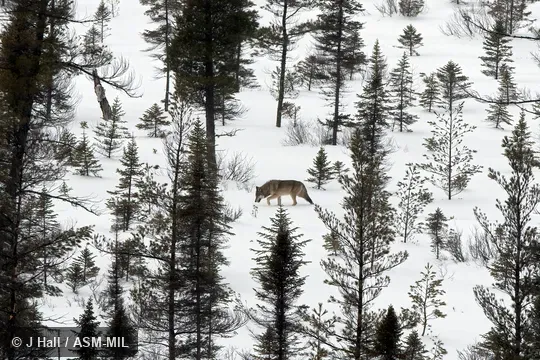 Formerly Canis lupus lycaon.  Also as Algonquin Wolf|Eastern Timber Wolf|Great Lakes Wolf.