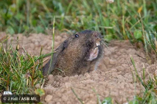 Formerly Thomomys bottae.  Also as Valley Pocket Gopher.