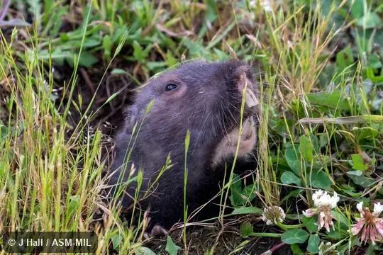 Formerly Thomomys bulbivorus.  Also as Camas Rat.