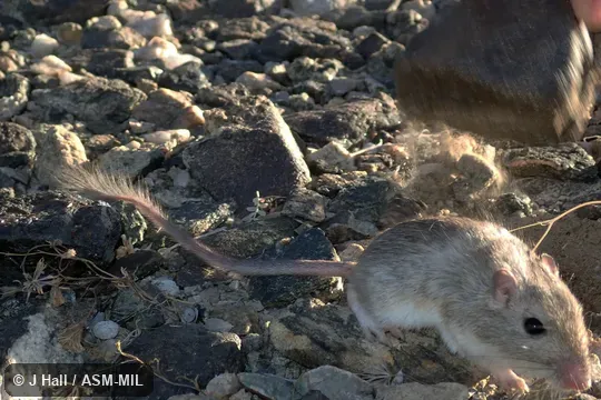Chaetodipus rudinoris hueyi.  Also as Baja California Pocket Mouse · Baja Pocket Mouse.
