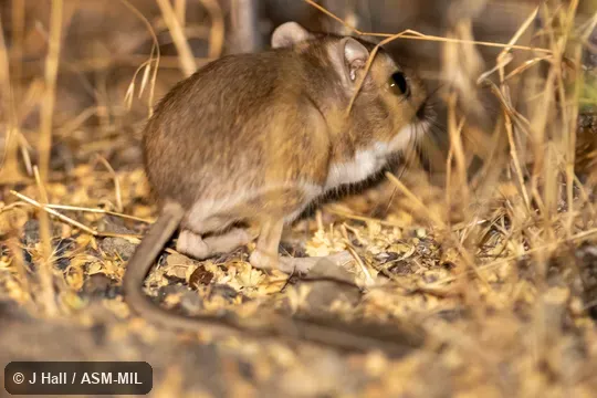 Dipodomys californicus californicus.