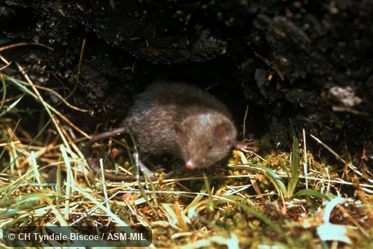 Side view of adult male.  Also as Common Gray Shrew-opossum|Dusky Caenolestid|Silky Shrew-opossum.