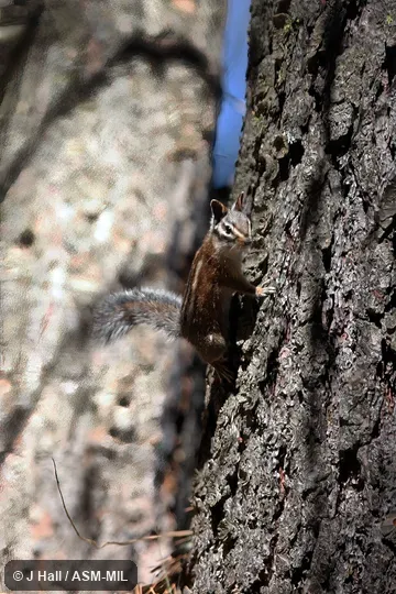 Formerly Tamias quadrimaculatus