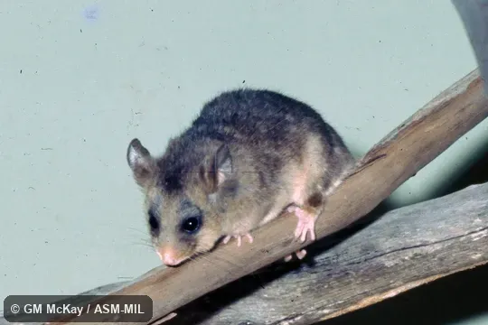 Female captured at Australia,NSW, Kosciusko National Park by J Calaby.  Also as Broom's Pygmy-possum, Burramys.