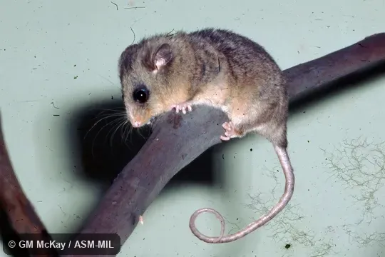 Female captured at Australia,NSW, Kosciusko National Park by J Calaby.  Also as Broom's Pygmy-possum, Burramys.