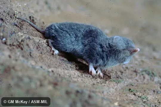 Male.  USNM 519583.  Also as Pearson's Shrew.  Formerly Soricomorpha.