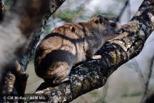 Also as Yellow-spotted Rock Hyrax.