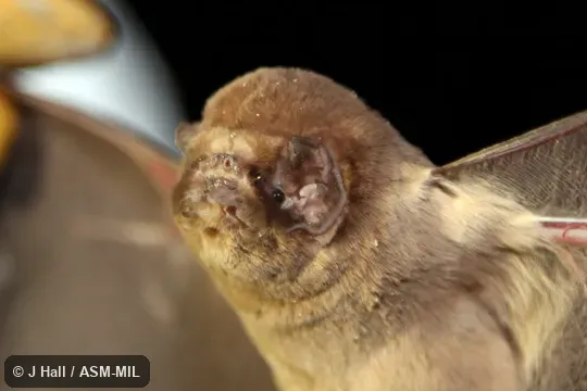 Mormoops megalophylla megalophylla.  Also as Leaf-chinned Bat, Old-man Bat.
