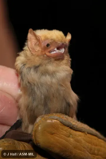 Formerly Dasypterus xanthinus.