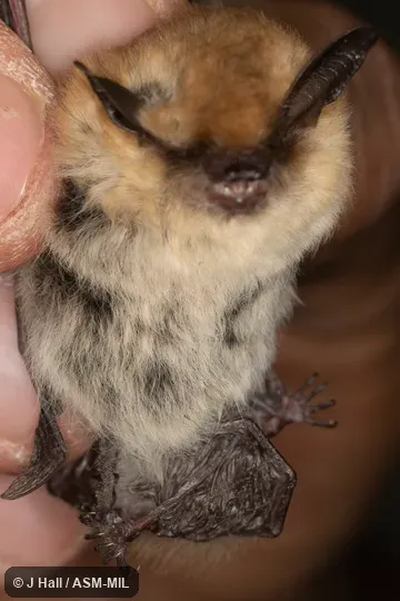 Also as Californian Myotis.