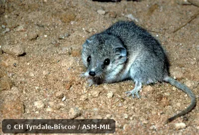 Side view of captive adult male