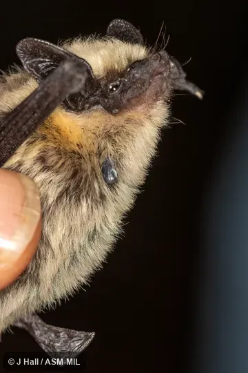 Formerly Pipistrellus hesperus, Western Pipistrelle.