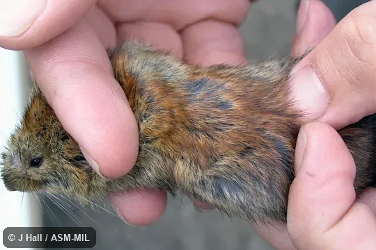   Formerly Myodes rutilus.  Also as Red Vole.