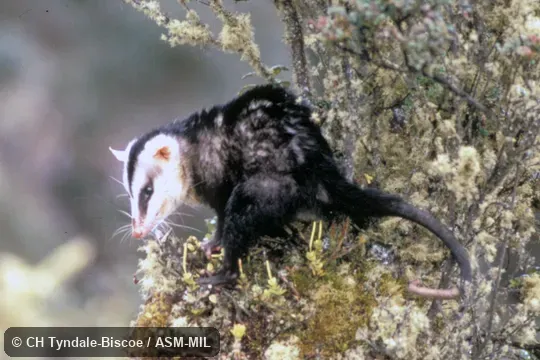 Side view of adult male in tree.  Also as Andean Opossum.