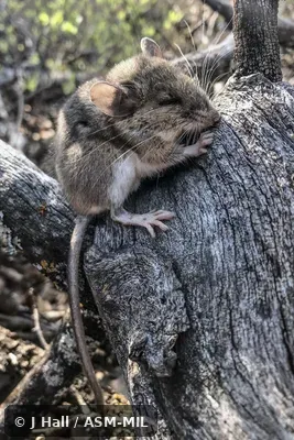 Also as Texas Mouse.