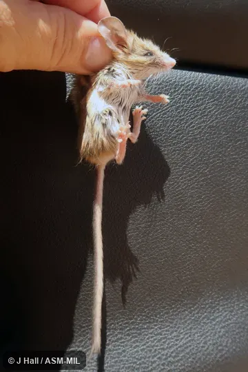 Peromyscus crinitus stephensi.  Also as Canyon Mouse.