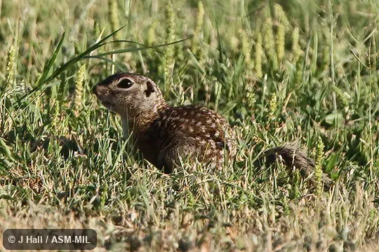 Formerly Spermophilus (Ictidomys) mexicanus parvidens, Mexican Ground Squirrel. Formerly Spermophilus (Ictidomys) mexicanus parvidens, Mexican Ground Squirrel.