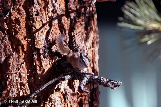 Formerly Tamias (Neotamias) palmeri.