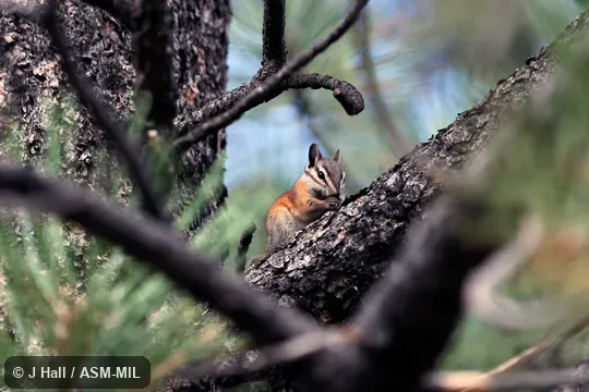 Neotamias umbrinus adsitus.  Formerly Tamias (Neotamias) umbrinus.