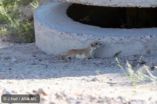 Formerly Spermophilus (Ictidomys) spilosoma.
