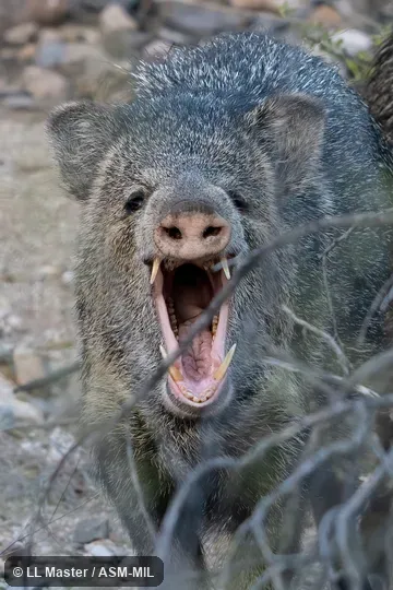 Formerly as Pecari tajacu or Pecari angulatus, Javelina.