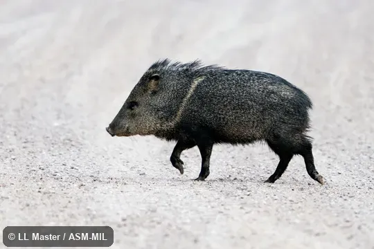 Formerly as Pecari tajacu or Pecari angulatus, Javelina.