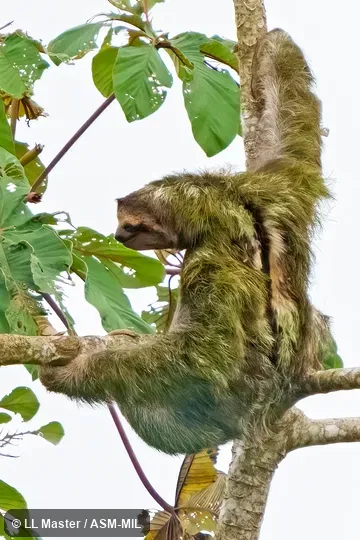 Also as Brown-throated Sloth.