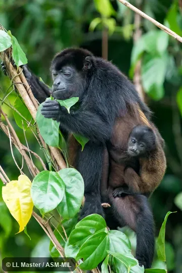 Also as Golden-mantled Howler.