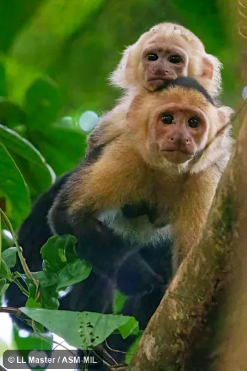 Formerly as Cebus imitator, Panamanian White-faced Capuchin.  Also as White-headed Capuchin, White-throated Capuchin.