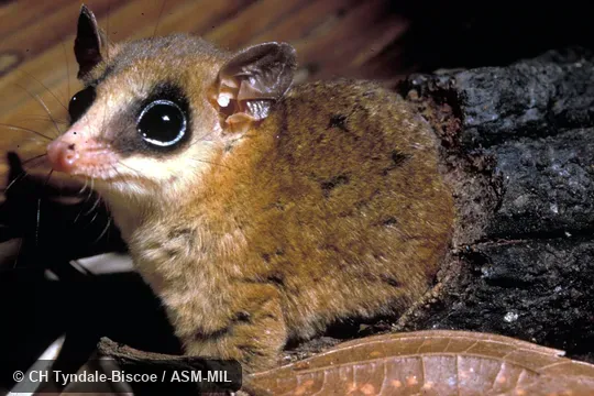 Close-up of captive female.  Formerly Marmosops impavidus.  Also as Andean Slender Mouse Opossum|Tschudi's Slender Mouse Opossum.