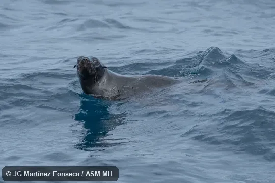 Formerly Arctophoca townsendi.  Also as Lower Californian Fur Seal.