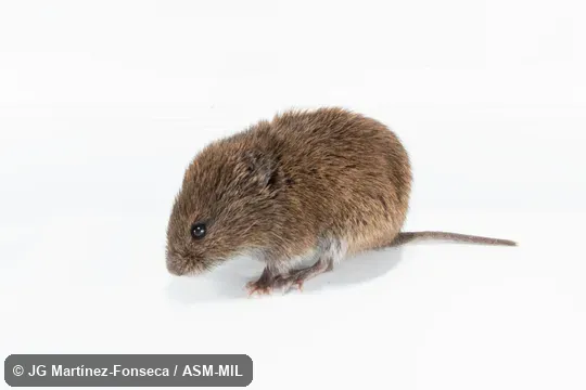 Microtus montanus arizonensis.