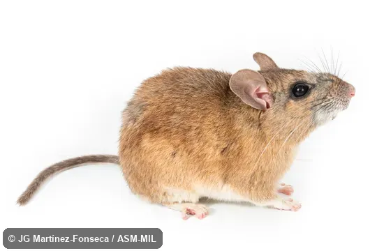 Neotoma stephensi image