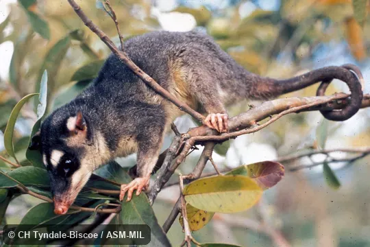Side view of female using prehensile tail in tree