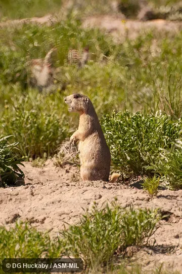 Adult calling at burrow entrance.
