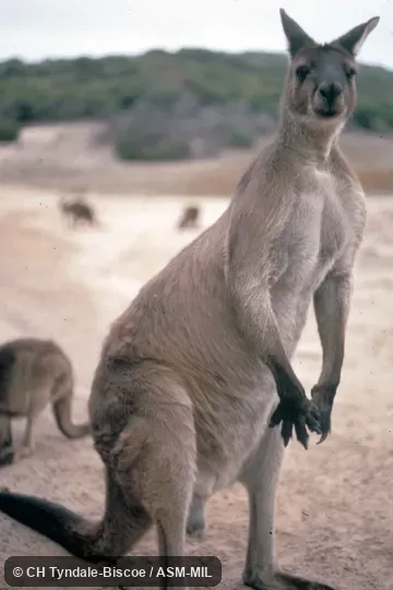Oblique view of adult male.  Also as Western Grey Kangaroo|Black-faced Kangaroo|Mallee Kangaroo|Sooty Kangaroo.
